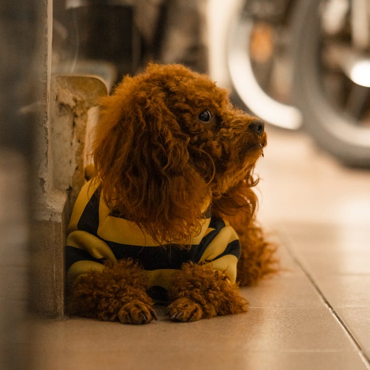 A Cute Dog Wearing Striped Clothes While Lying On The Floor