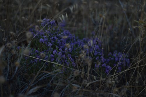 Flowering Plant with Purple Flowers