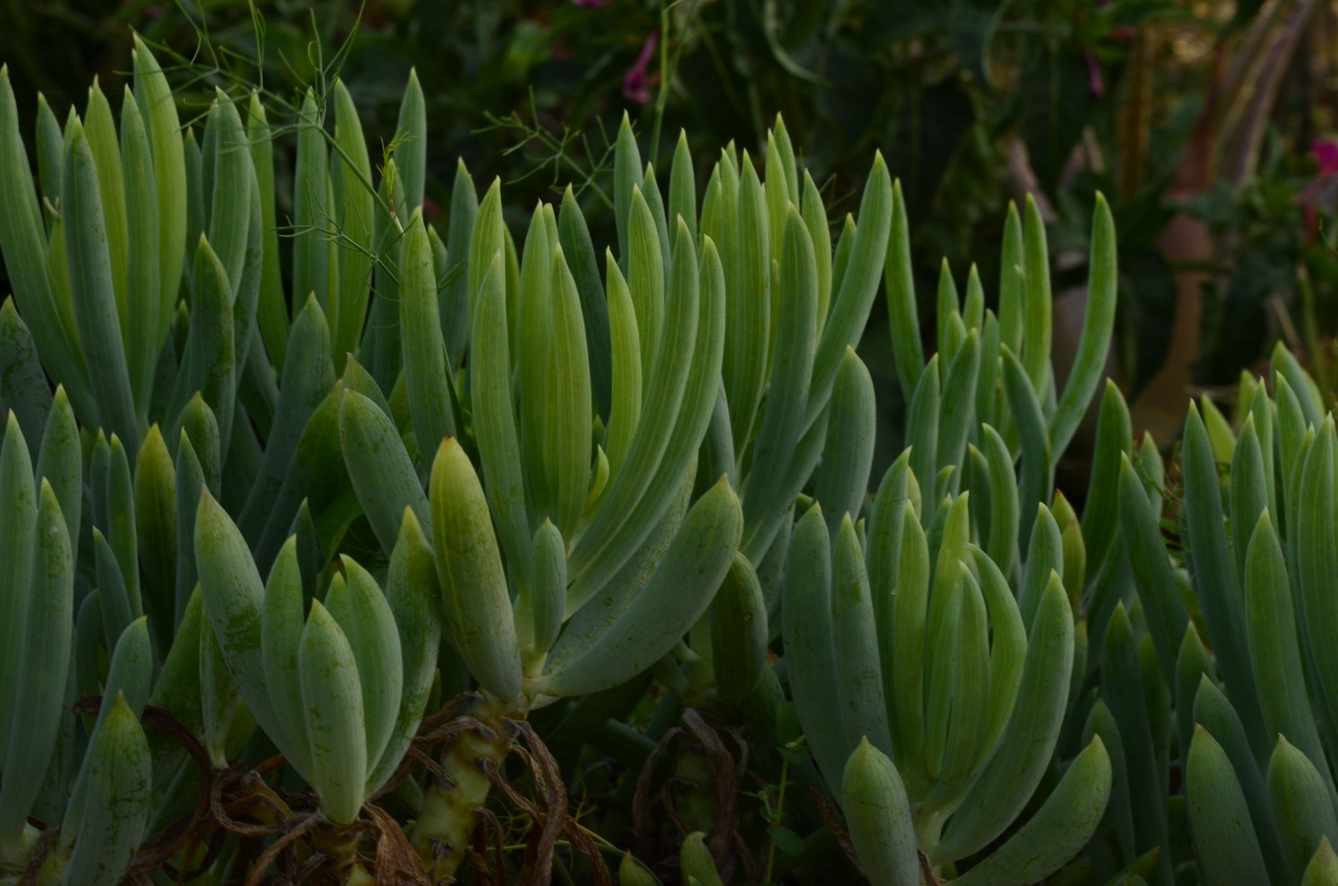 Close-up of vibrant green Curio Ficoides succulents growing in a garden.