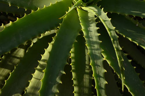 Aloe Vera Plant in Close-up Photography