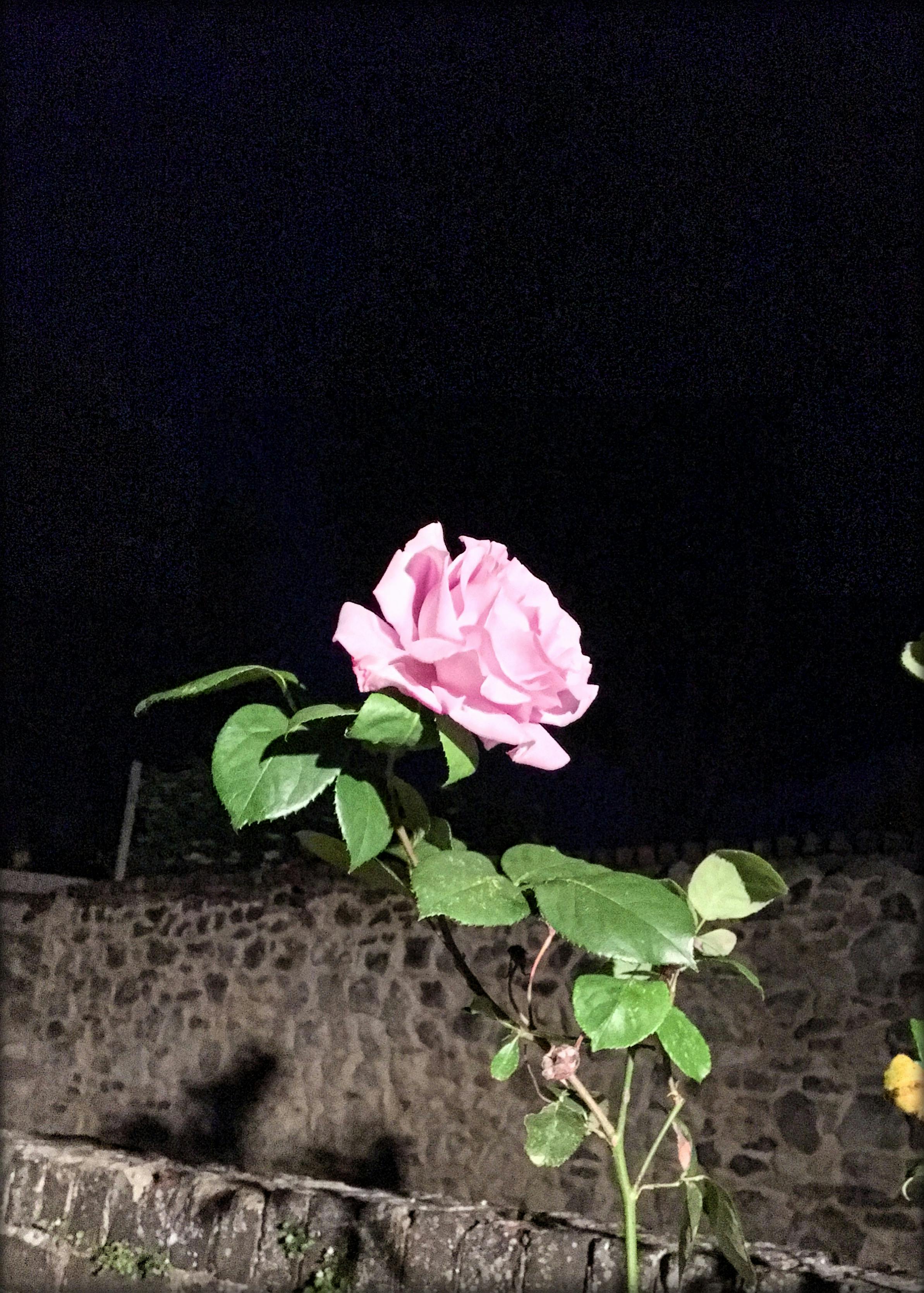 Free stock photo of Night flower, pink, pink flower