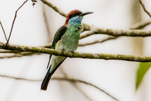 Free A striking blue-throated bee-eater perched on a branch in Selangor, Malaysia. Stock Photo