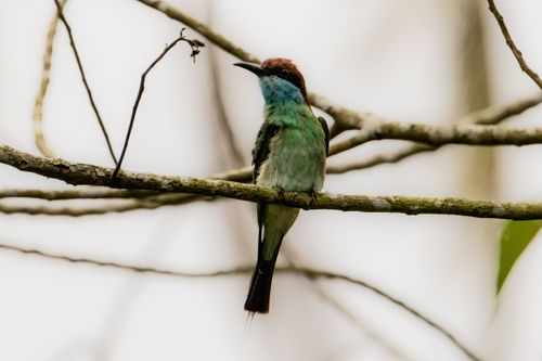 Free A blue-throated bee-eater perched on a tree branch, captured in a natural setting. Stock Photo