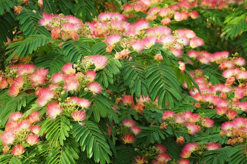 Gratis lagerfoto af albizia julibrissin, blomstrende, flora