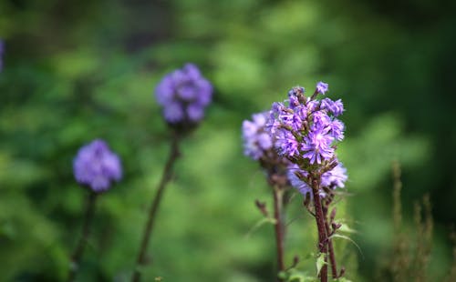 免費 紫色花朵淺焦點攝影 圖庫相片