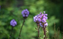 在户外郁郁葱葱的绿色环境中，捕捉到了盛开的、充满活力的丁香野花