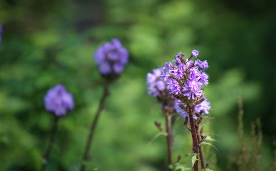 在户外郁郁葱葱的绿色环境中，捕捉到了盛开的、充满活力的丁香野花