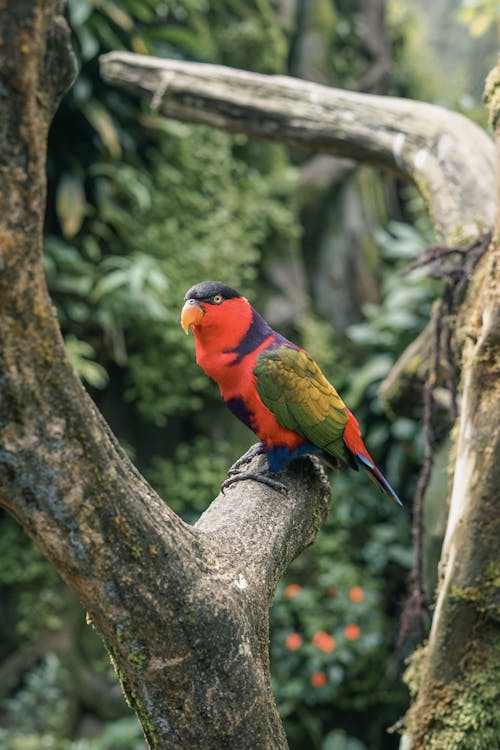 Gratis arkivbilde med black-capped lory, fuglfotografi, papegøye