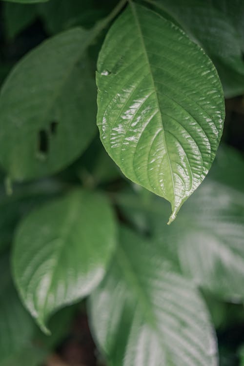 Green Leaves in Close Up Photography