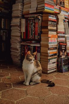 Adorable feline in a cozy bookshop in Turkey, surrounded by tall stacks of books.