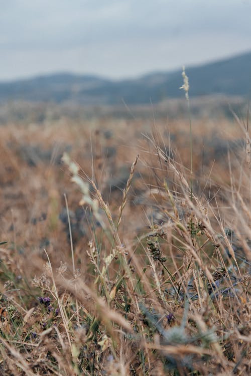 Close-up Shot of Brown Wheat Field