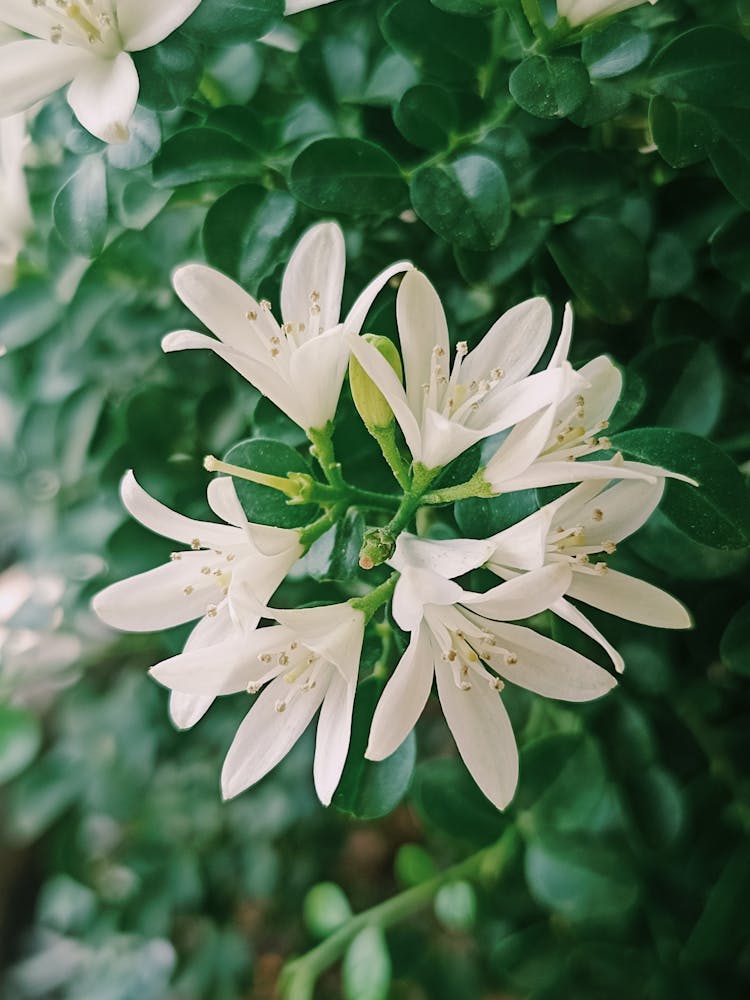 White Jasmine Flowers With Buds 