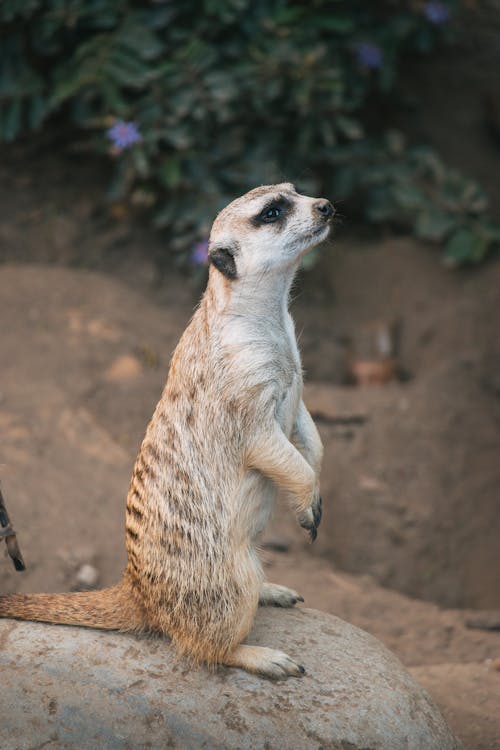 A Meerkat on a Rock 