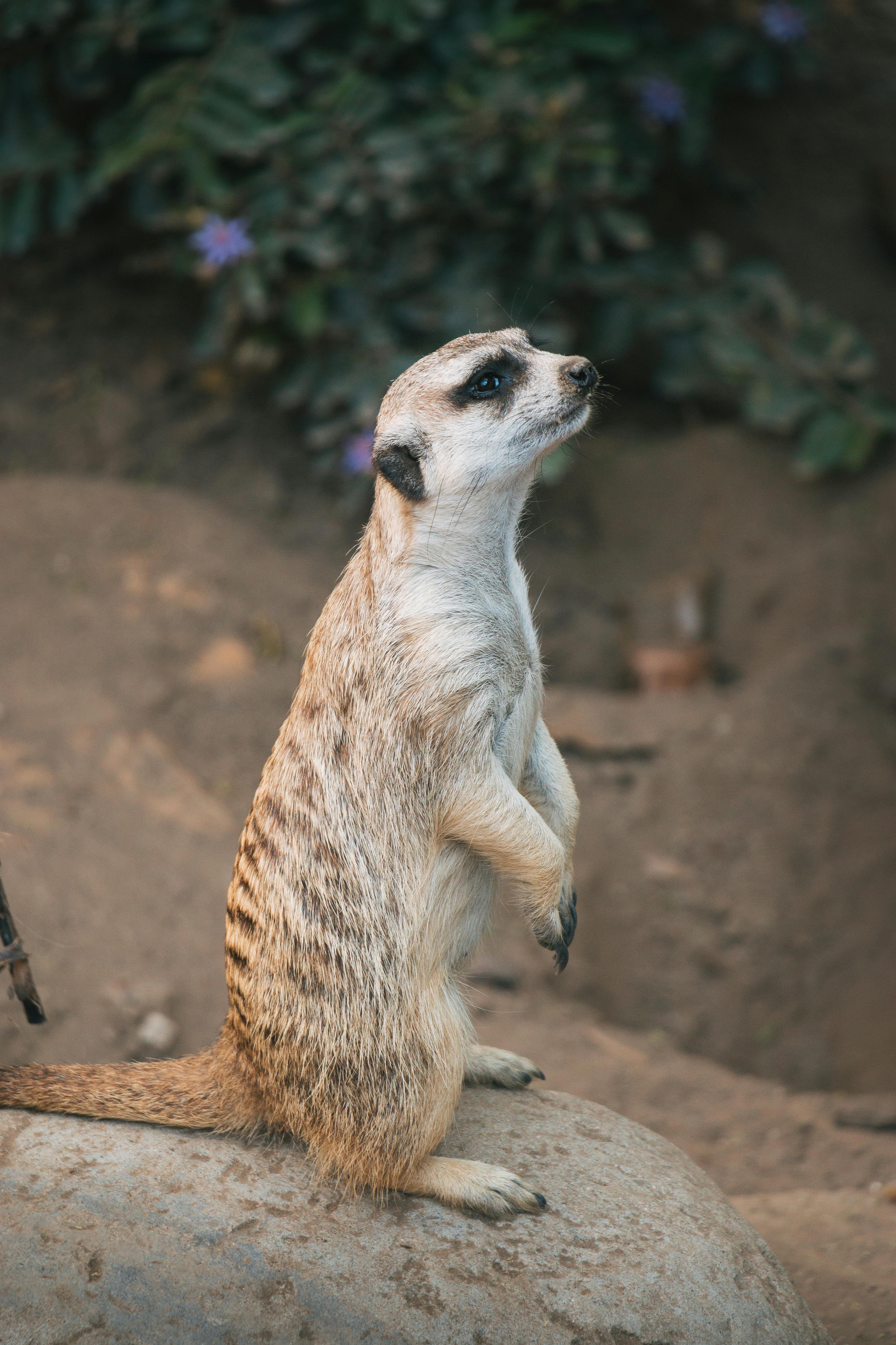 Close Up of Meerkat · Free Stock Photo Close Up of Meerkat · Free Stock Photo