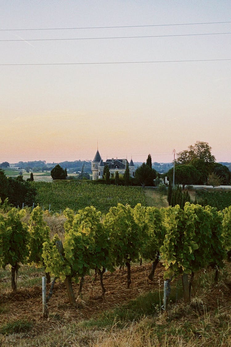 Rows Of Grapevine Plants In A Winery Vineyard