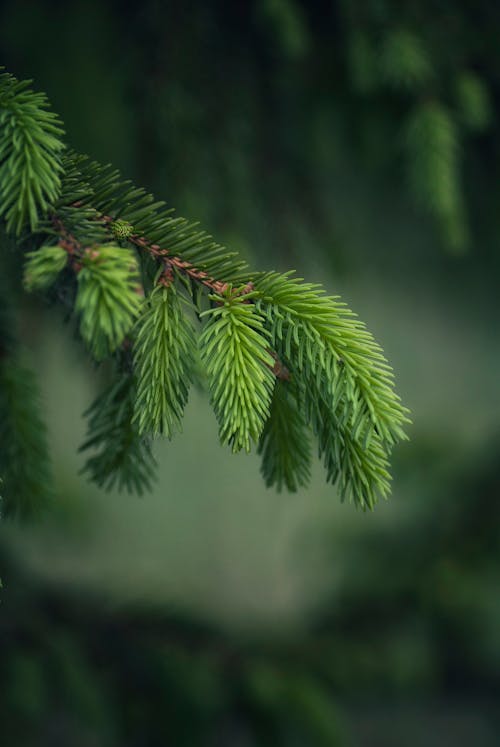 Green Spruce Plant