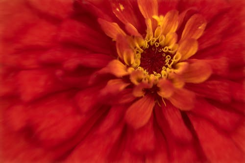 Immagine gratuita di fiori, macro, natura