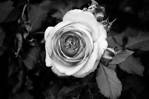 Grayscale Photo of Rose Flower