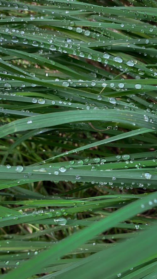 Water Droplets on Green Grass 