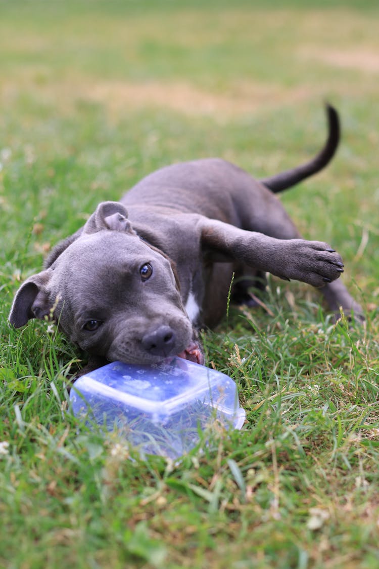 Staffordshire Bull Terrier Puppy  Lying On Grass While Biting The Tupperware