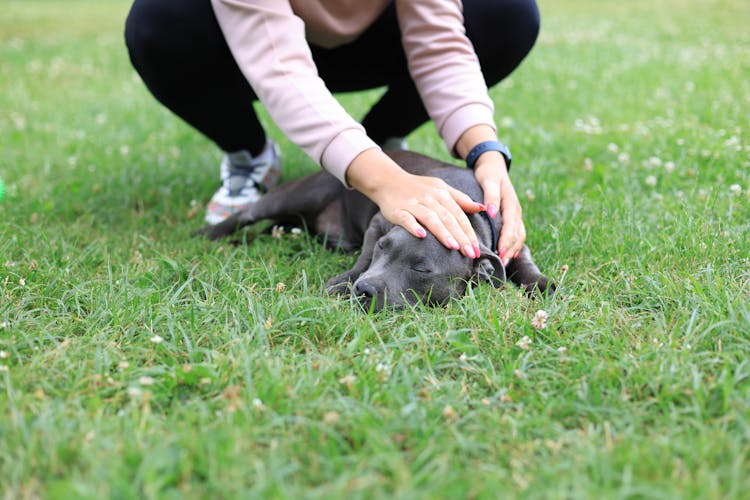 Woman Stroking Dog Sleeping On Green Lawn