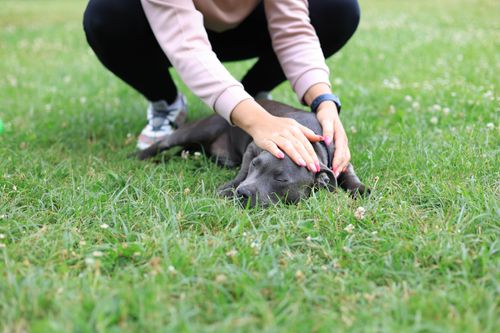 Free A woman lovingly strokes a sleeping dog on a green lawn outdoors. Captured in a serene park setting. Stock Photo