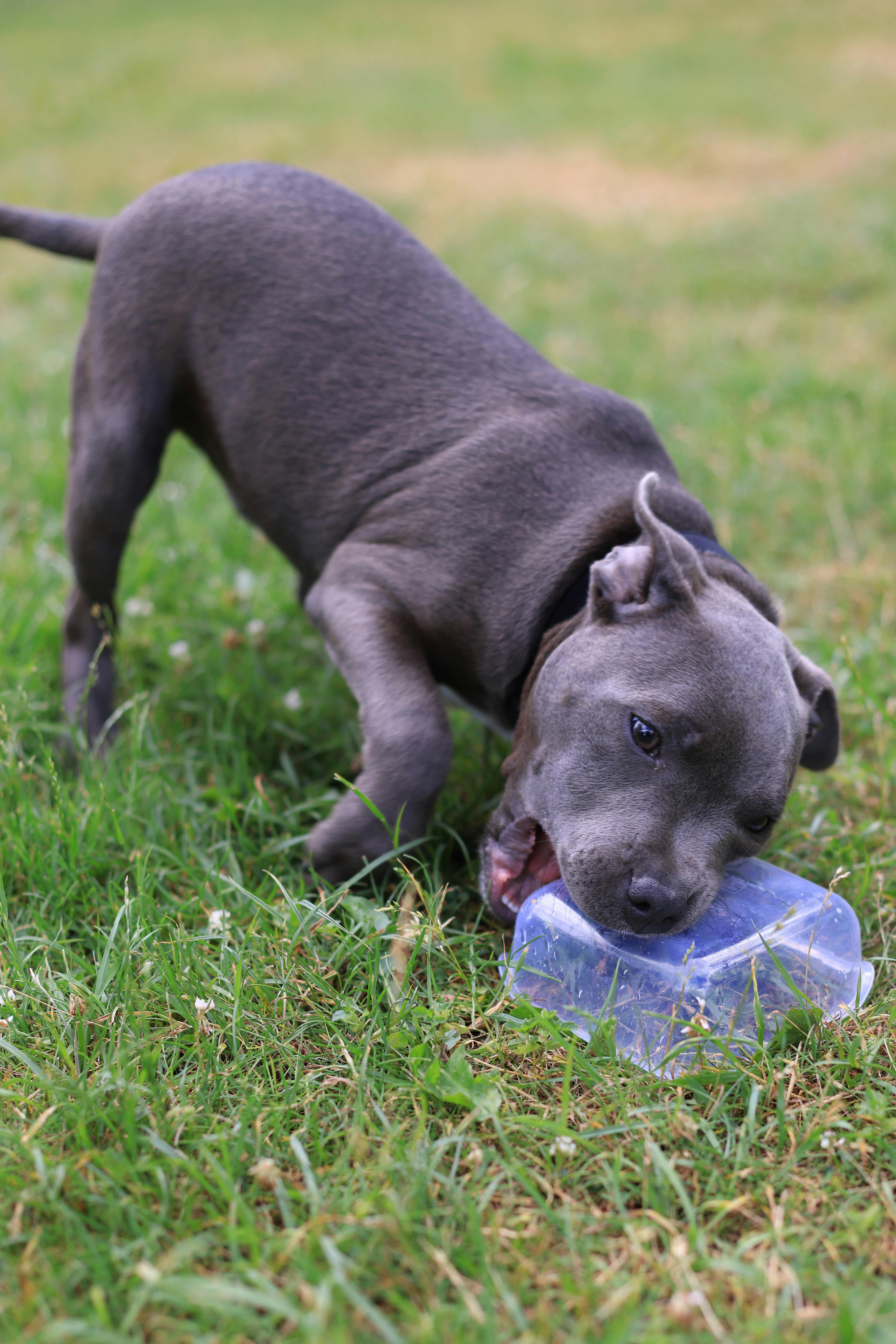Dog training using a bite sleeve
