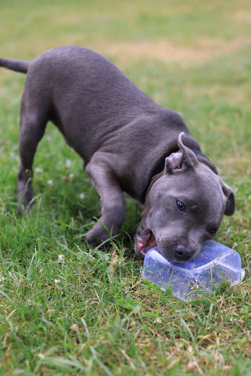 Free Gray Dog Biting a Plastic Container Stock Photo