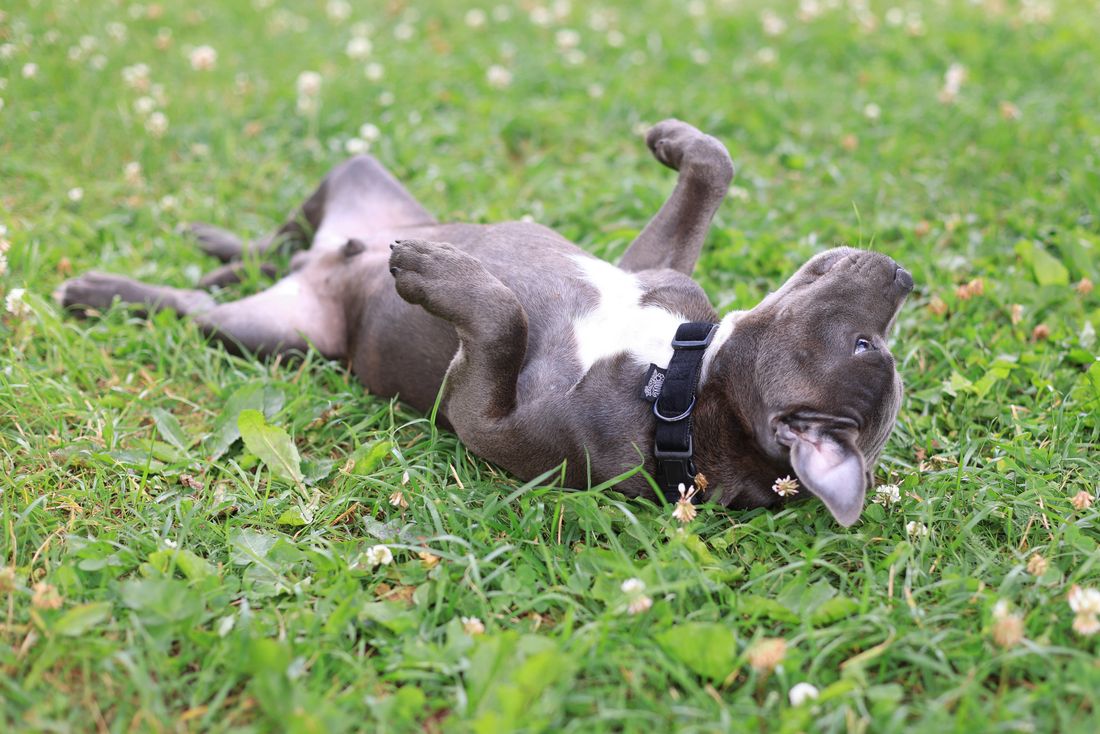 Large brown dog happily rolling on its back in grass