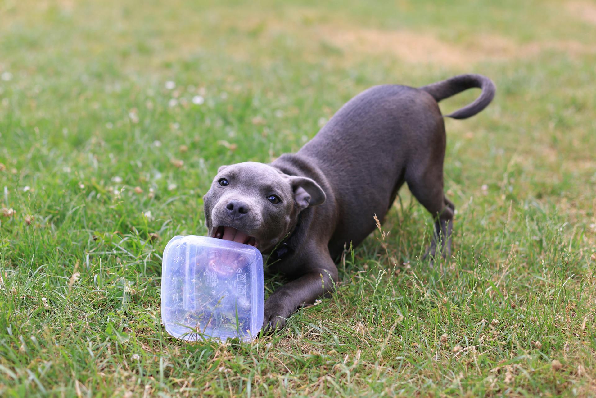 Staffordshire bullterrier valp som biter i en Tupperware