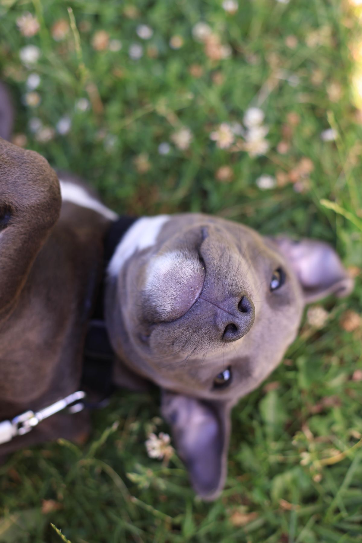 Dog relaxing in the grass