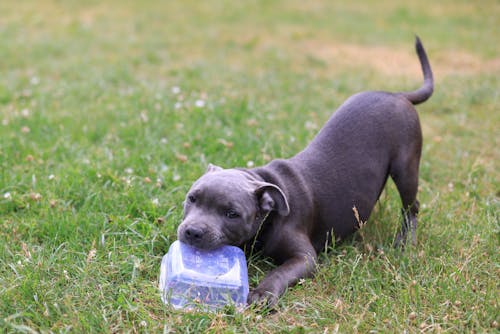 A Puppy Biting  a Plastic Container 