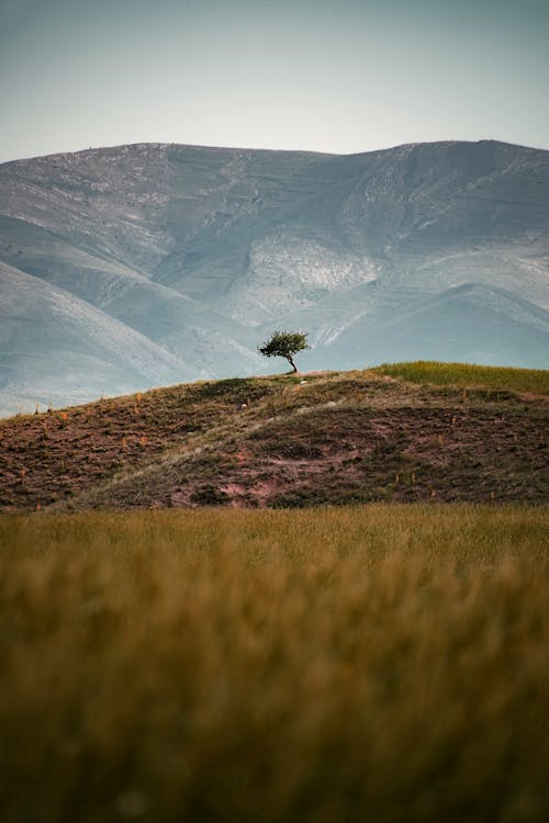 ağaç, çim, dağlar içeren Ücretsiz stok fotoğraf