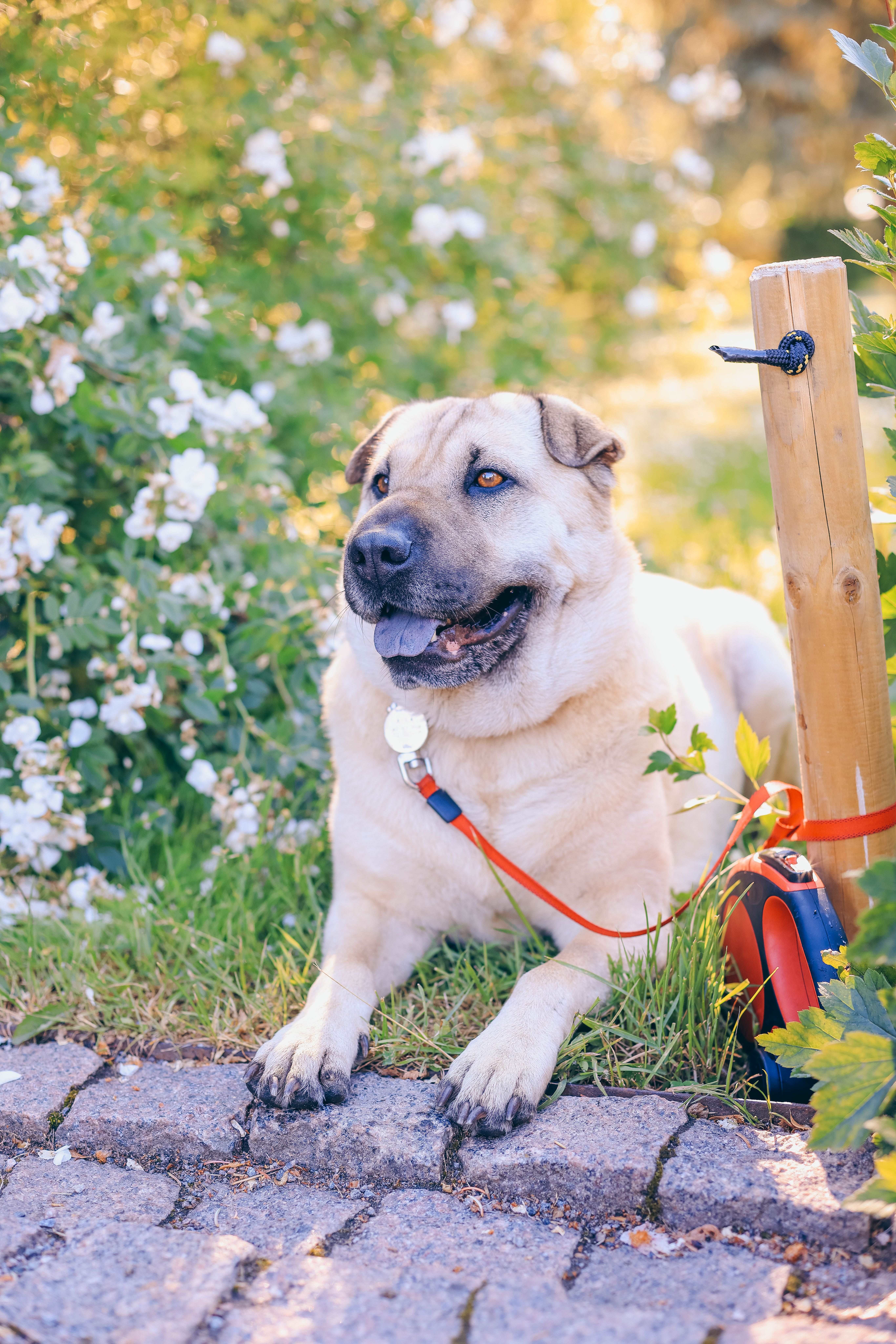 A Shar Pei dog with a red leash relaxing on grass surrounded by flowers in a tranquil garden.