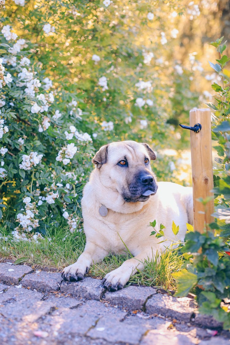 A Dog On The Grass 