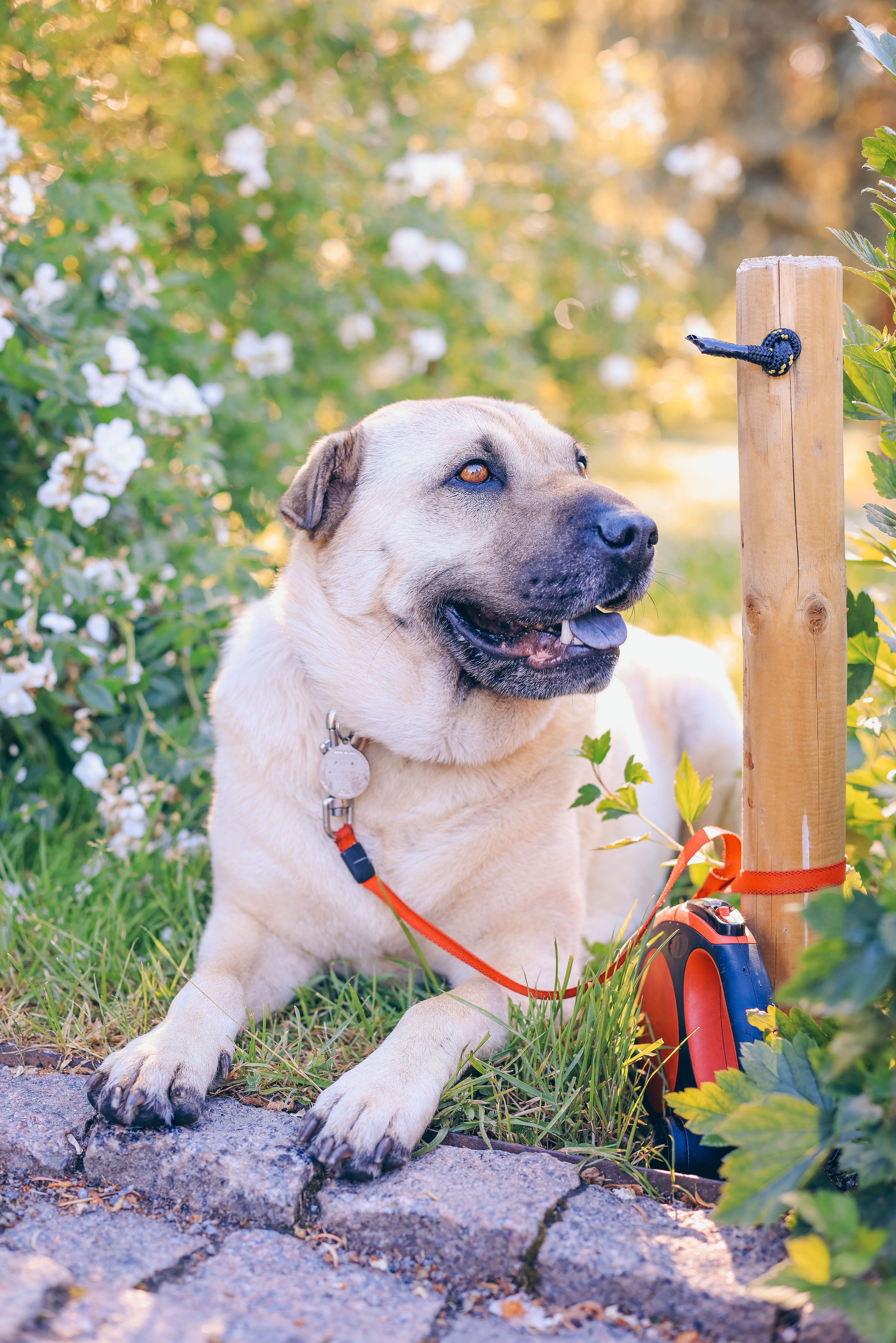 A Kangal dog sitting on grass with a leash tied to a post, surrounded by green foliage.