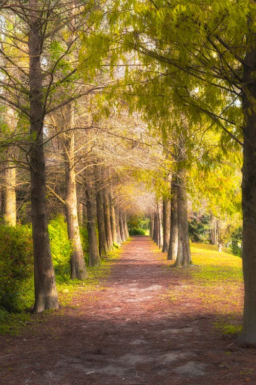 Photos gratuites de à feuilles persistantes, arbres verts, environnement