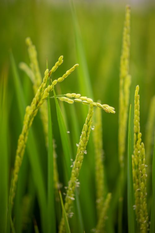 Free Vivid close-up view of lush green rice plants at their peak growth stage in a thriving field. Stock Photo