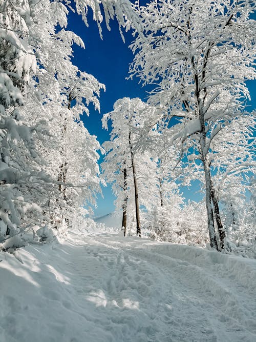 Snow Covered Trees Under the Blue Sky