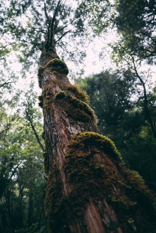 Low Angle Shot of Moss Growing on Tree Trunk 