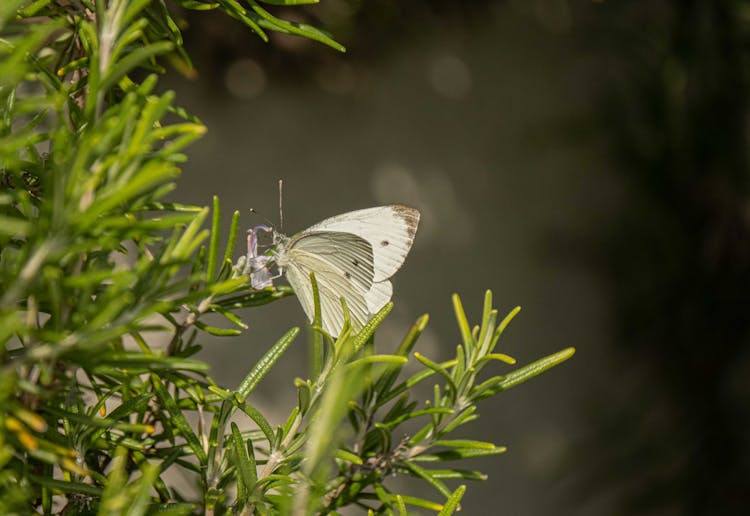 White Butterfly Perched On Green Plant