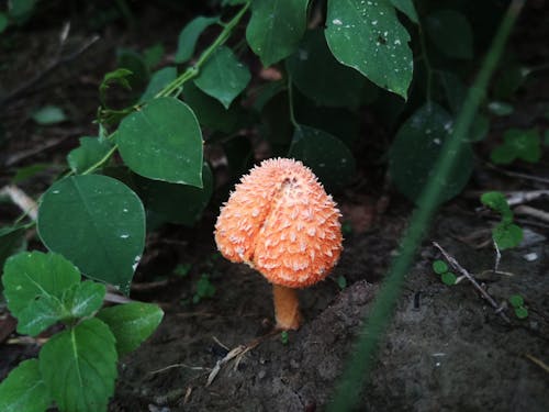 Gratis stockfoto met mashroom, paddenstoel