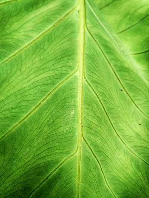 Green Leaf in Close Up Photography