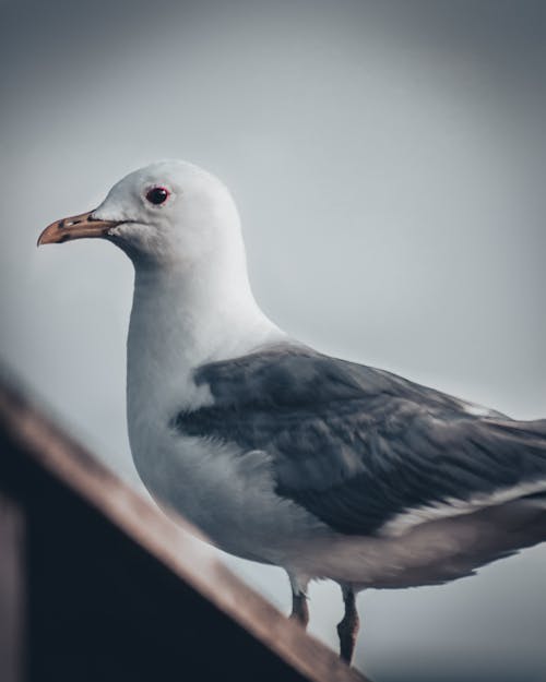 動物, 海鷗, 红眼睛 的 免费素材图片