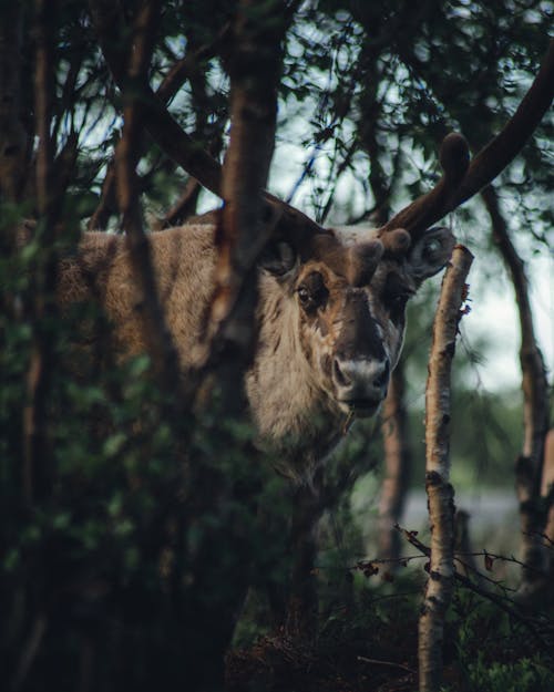 Reindeer In The Woods