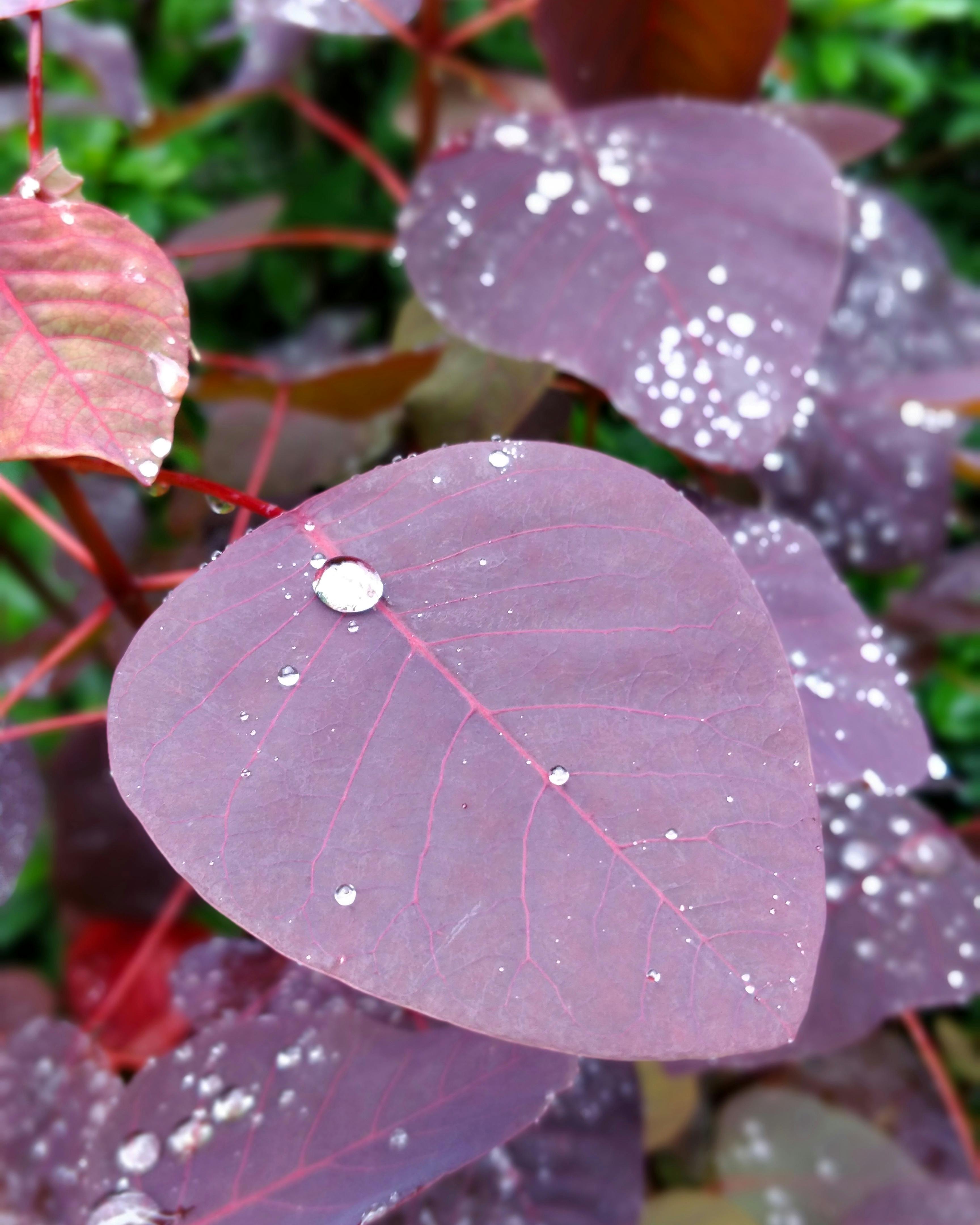 Free stock photo of #leaves #drop #nature #mist #rain