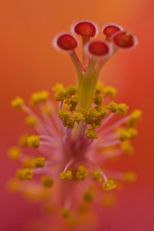 Gratis Foto stok gratis benang sari, bunga, flora Foto Stok