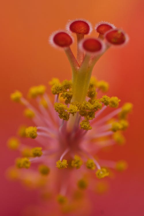 Hibiscus Flower in Close Up Photography