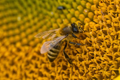 Free Honeybee Perched on Yellow Pollen Stock Photo