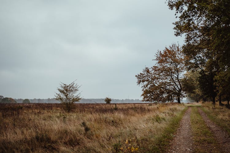 Dirt Road On Grassland